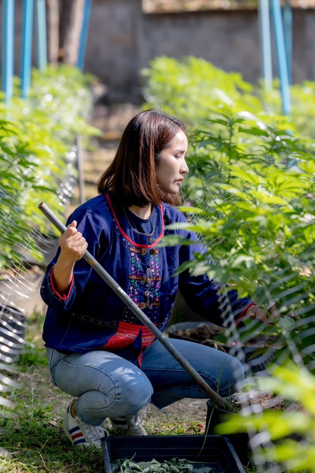 Ploy working with her cannabis plants in the outdoor garden