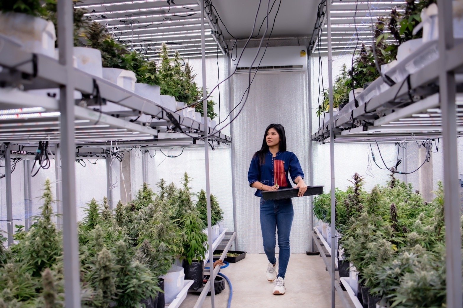 Indoor grow room corridor with mature plants