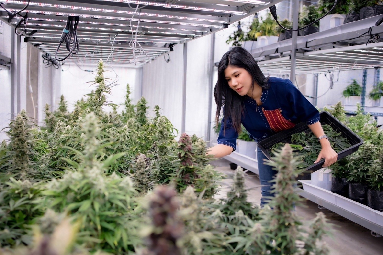 Examining mature purple flowers in the indoor grow