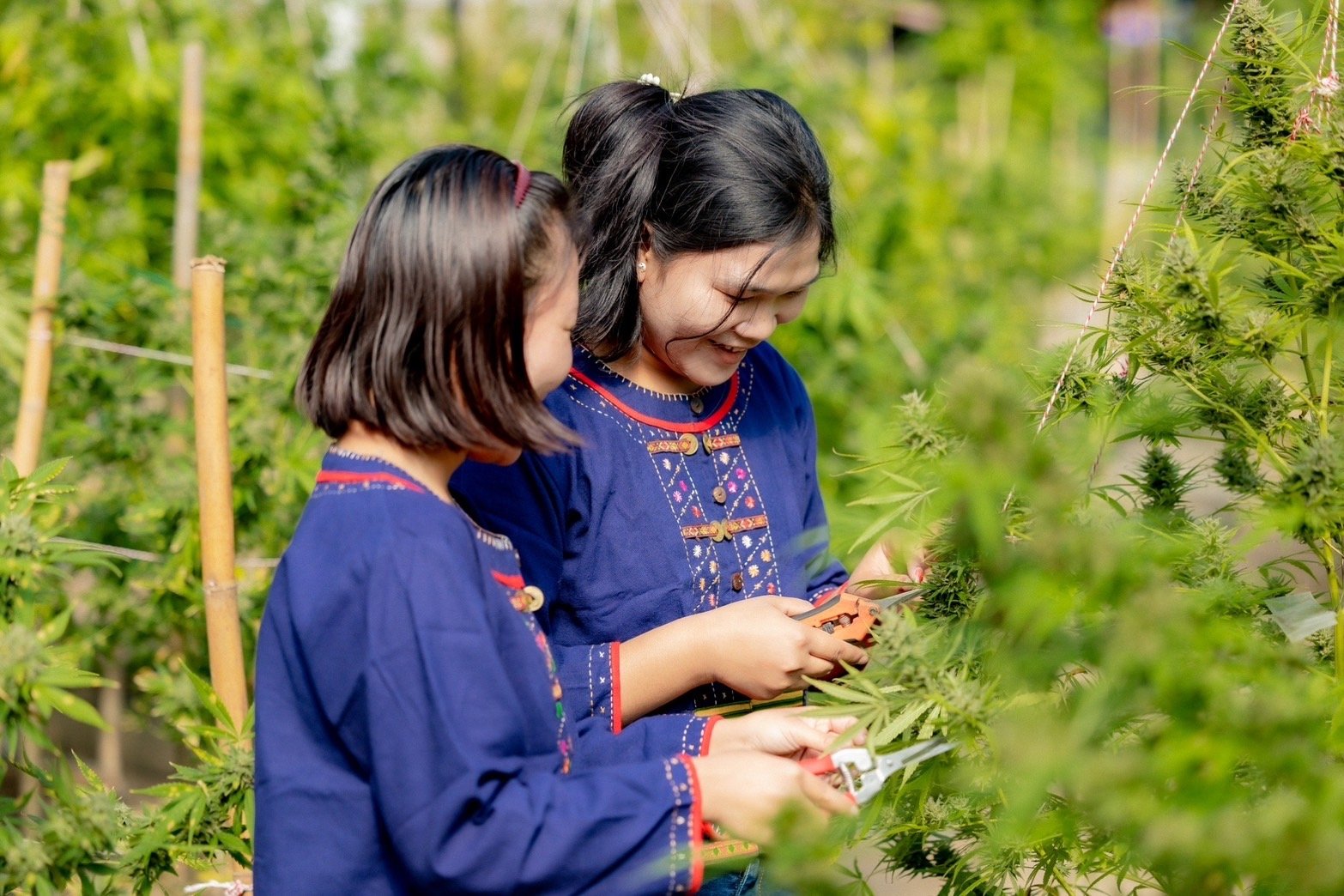 Cultivation team trimming plants